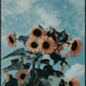 Meet your Posher, Morgan